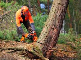 Reliable Davidson, NC Tree Services Solutions